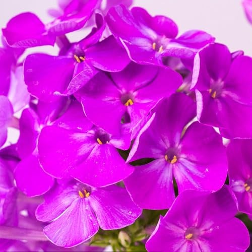150 pcs Phlox Samen Winterhart Gartendeko Für Draußen Phlox Samen - Phlox Drummondii Hook Phlox Pflanzen Winterhart Mehrjährig Samen Blumen Für Balkon, Bio Saatgut Phlox Bodendecker