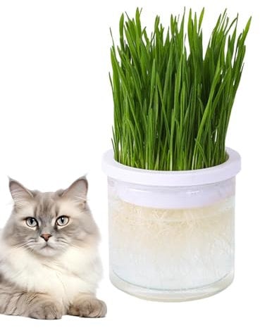 Catnip Planter - Catnip Growing Kit, Catnip Grainess Planter | Catnip Indoor Planter, Transparent Hydroponic Cat Grass Pot, Planter