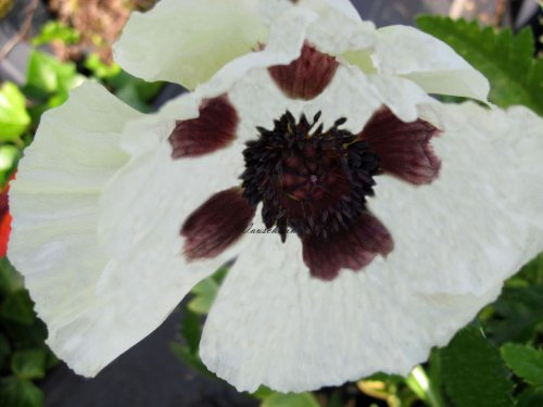Staudenkulturen Wauschkuhn Papaver orientale 'Royal Wedding' - Türkischer Mohn - Staude im 11cm Topf