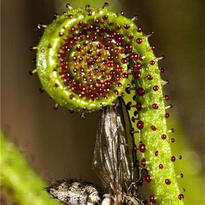 Pinkdose Multifarious Nepenthes Fleisch fressende Pflanze Bonsai muscipula Riesen Clip Venusfliegenfalle Pflanze Seedsfor Garten 100 PC/Los: gemischt