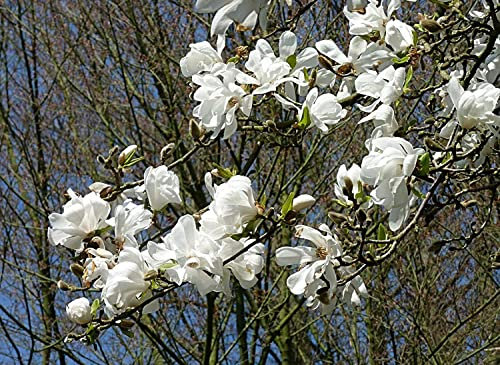 Baum-Magnolie Magnolia kobus Pflanze 70-80cm Kobushi-Magnolie Baummagnoliet