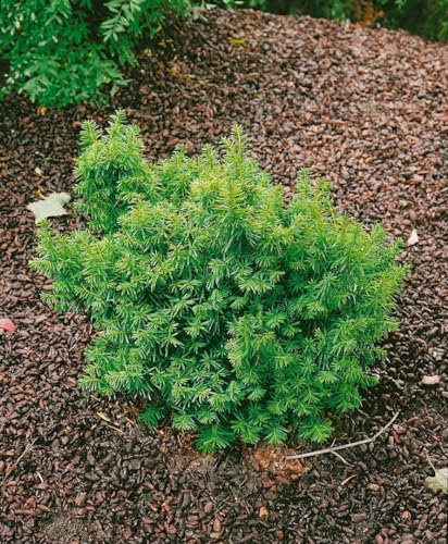 Taxus cuspidata 'Nana' 20-25 cm - Japanische Eibe, kompakter Wuchs, immergrün, ideal für Hecken und Kübel, pflegeleicht und winterhart
