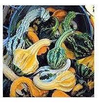 Genipap 25 Stück Angel Wings Samen Kalb