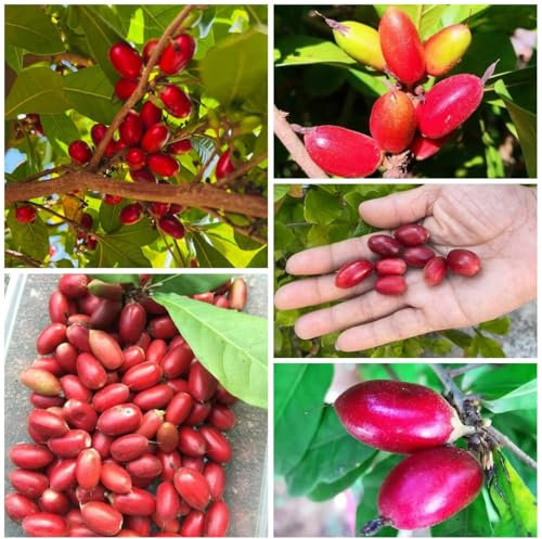100 Pcs Synsepalum Dulcificum Samen - Obstbäume, Winterharte Pflanzen Für Garten Baum Deko Obst, Nachhaltige Geschenke Sapote Frucht, Winterharte Kübelpflanzen Bonsai Baum, Balkonpflanzen