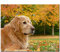DIY Large Dog Wooden Jigsaw Puzzles for Adults 1000 Pieces Art Golden Retriever Dog Autumn Leaves N47