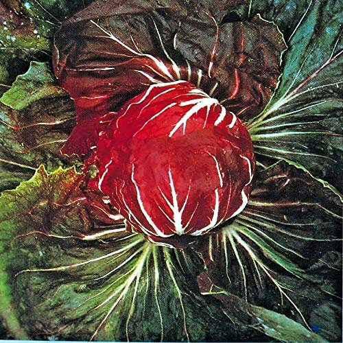 Approx 900 Seeds of Vegetable Radicchio Palla Rossa 3 Chicory