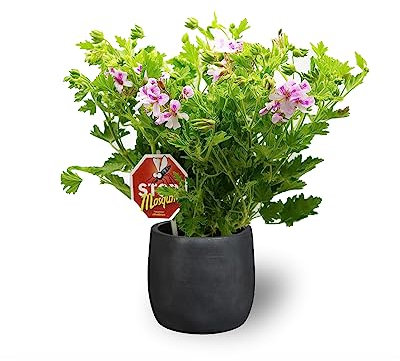 Geranio Limón - 1 Unidad - Maceta de Ø 15 cm - Planta Citronela para Interior - Aroma Cítrico que Ayuda a Repeler los Mosquitos y Otros Insectos