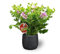 Geranio Limón - 1 Unidad - Maceta de Ø 15 cm - Planta Citronela para Interior - Aroma Cítrico que Ayuda a Repeler los Mosquitos y Otros Insectos