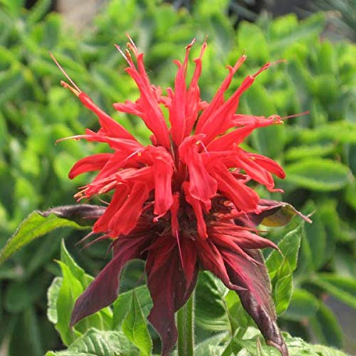 6 x Indianernessel 'Cambridge Scarlet' - Monarda 'Cambridge Scarlet' Topf 9x9cm: Leuchtend rot, anspruchslos, bienenfreundlich.