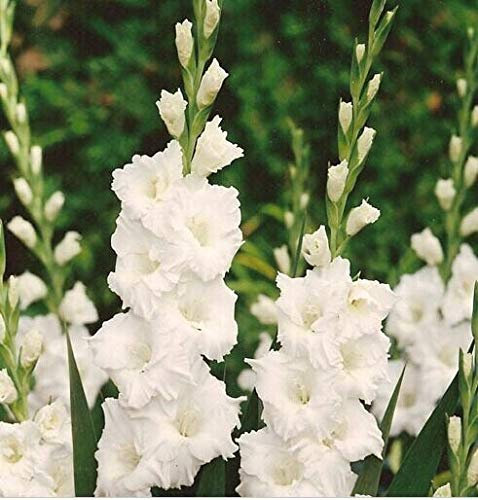 Sumpf frisch 10 Stück Gladiolen Blumensamen zum Pflanzen von Weiß