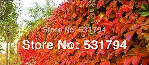 Spedizione gratuita! 200PIECE piante rampicanti semi Boston edera scalare una parete asso vite americana parete di arrampicata piante rampicanti