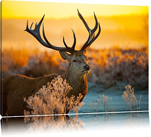 Pixxprint Stolzer Hirsch auf Wiese, Größe: 120x80cm, Leinwandbild, fertig gespannt, Wandbild, Dekoration, Kunstdruck, kein Poster