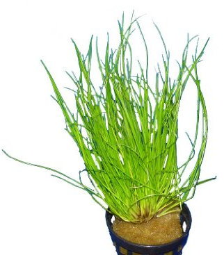 Eleocharis acicularis - Plante pour Aquarium