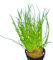 Eleocharis acicularis - Plante pour Aquarium