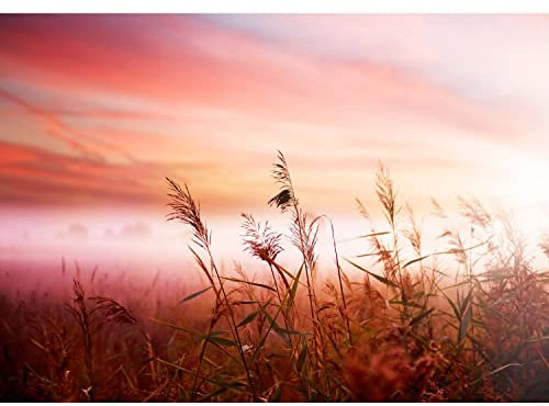 Runa Art Fototapete Sonnenaufgang Feld 352 x 250 cm Vlies Tapeten XXL Moderne Wandtapete Wohnzimmer Schlafzimmer Rot 9044011a