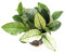 Dennerle-Plants Zwergspeerblatt / Anubias bart. var. nana - besonders geeignet für Barschbecken
