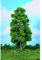 HEKI 1988 Kastanienbaum, Höhe: 30 cm, Mehrfarbig, M