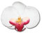 Orchid Flower Hair Clip Bridal Hawaii Party Girl (White)