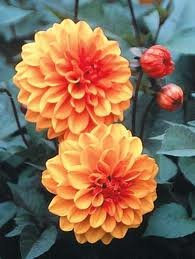 Cottage Garden Bulbs: 3 x Dahlia ' David Howard ' Class 1 Tubers - Orange Flowers & Bronze Dark Leaf Foliage - Free UK P & P