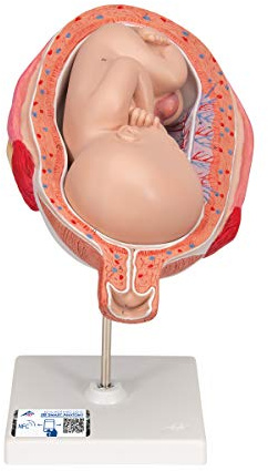 3B Scientific Menschliche Anatomie - Fetus, 7. Monat + kostenlose Anatomie App - 3B Smart Anatomy