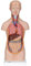3B Scientific Menschliche Anatomie - Mini-Torso, 12-teilig + kostenlose Anatomie App - 3B Smart Anatomy, B22