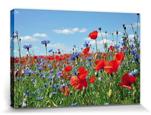 1art1 Blumen Poster Wildblumen-Wiese Mit Mohn- Und Kornblumen Bilder Leinwand-Bild Auf Keilrahmen | XXL-Wandbild Poster Kunstdruck Als Leinwandbild 120x80 cm