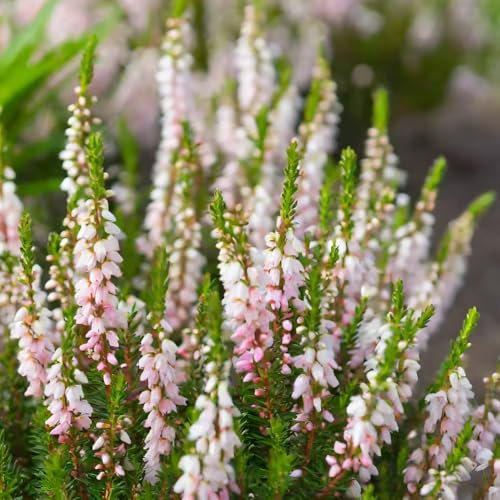 semillas de brezo de invierno de flores plantas verdes de flores, Serie de plantas raras plantas perennes resistentes plantas exóticas plantas en macetas 50pcs