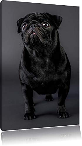 Pixxprint Süßer schwarzer Mops, Größe: 60x40cm, Leinwandbild, fertig gespannt, Wandbild, Dekoration, Kunstdruck, kein Poster