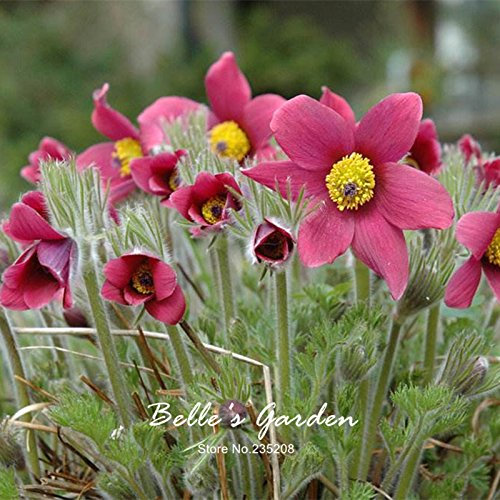 30pcs Kuhschelle Seed Anemone Pulsatilla Vulgaris Red Seeds Hardy Pflanze Blumensamen Bonsai-Hausgarten-Topfpflanze