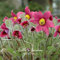 30pcs Kuhschelle Seed Anemone Pulsatilla Vulgaris Red Seeds Hardy Pflanze Blumensamen Bonsai-Hausgarten-Topfpflanze