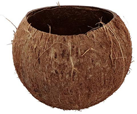 Chaks 10857, Déco Noix de Coco Naturelle Ouverte 13x10cm