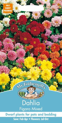 Mr Fothergills - Pictorial Packet - Flower - Dahlia Figaro Mixed - 40 Seeds