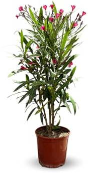 Attitude Jardin – Oleander Rosa – Nerium oleander – 50-60 cm – ⌀ 22 cm – Pflanze für den Außenbereich – rote Blume