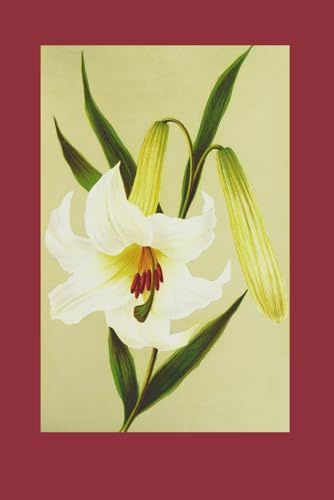 The Idle Lilly: Carnations, Lillies and Roses trilogy