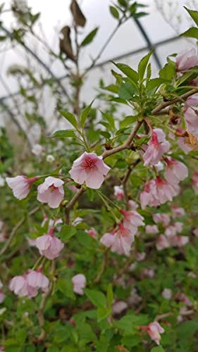 Prunus incisa 'Kojo No Mai' / à fleurs du Japon nain/Conteneur de 2 à 2.9 litres/Arbuste d'ornement