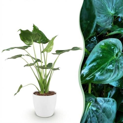 Alocasia Cucullata - Buddha,s hand - Pflegeleicht - Grün - mit Potter White - 65-70cm - Øter Wit - Pot 21cm - Zimmerpflanze - - Pflanze mit Topf