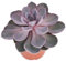 Echeveria pearl of Nuremberg - big plant in a 12cm pot