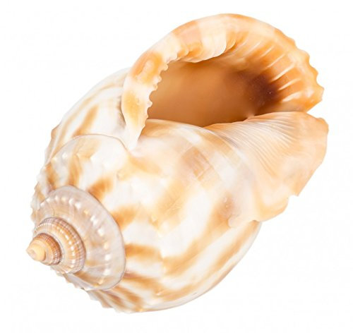 NaDeco Phalium bandatum, Größe ca. 8cm | Bänder-Helmschnecke | Meeresschnecke | Marine Schnecke | Deko-Schneckenhaus | Deko-Schnecke | Maritime Dekoration | Muscheln und Schnecken