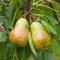 300 Stück birnenbaum alte sorte winterhart samen Birne birnen winterharte stauden garten exotische zimmerpflanzen gartenpflanzen balkon pflanze hochbeet saatgut bohnenkraut pflanze