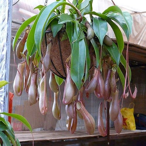 120 Stück Samen Kannenpflanze Purpurea Laub Fleischfressende Schattierungen Blumengarten Dekor für Gartenbepflanzung