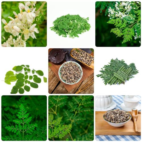 12 pcs moringa baum pflanze kaufen samen - indoor kräutergarten gewächshaus balkon,Moringa oleifera, wildkräuter samen kleines geschenk für frauen gemüsesaat pflanzenkübel büropflanzen