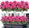 Weldomcor Künstliche Blumen, 3 Bündel im Freien und Innen Gefälschte Geranie, Seide Blumen Dekoration Faux UV-beständige Geranienbusch für Hängende Garten Veranda Fenster Box Dekor, Rose Rot