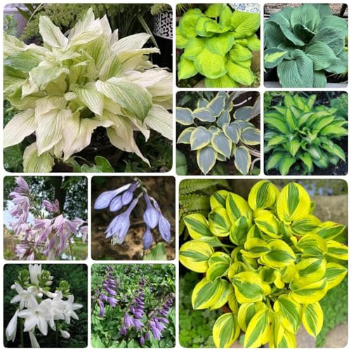 50 Pcs Funkien Kaufen Samen - Frühlingsblumen Wiesensamen, Gartenbedarf Wildblumen, Hosta Pflanze Samen, Hosta Plantaginea, Blumen Für Balkon, Seltene Pflanzen, Kletterpflanzen Sommerblumen