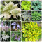 50 Pcs Funkien Kaufen Samen - Frühlingsblumen Wiesensamen, Gartenbedarf Wildblumen, Hosta Pflanze Samen, Hosta Plantaginea, Blumen Für Balkon, Seltene Pflanzen, Kletterpflanzen Sommerblumen