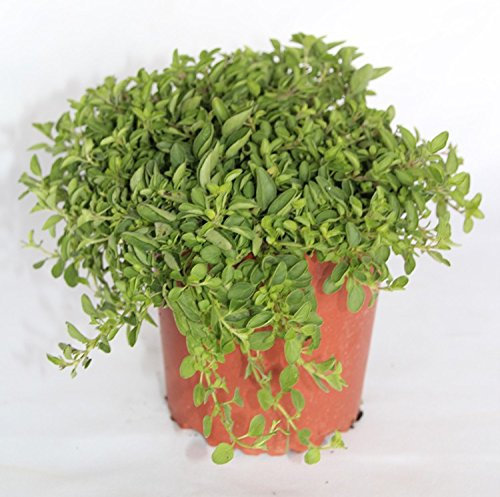 Sin marca Orégano (Maceta 13 cm Ø) - Planta Viva - Planta aromatica