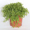 Sin marca Orégano (Maceta 13 cm Ø) - Planta Viva - Planta aromatica