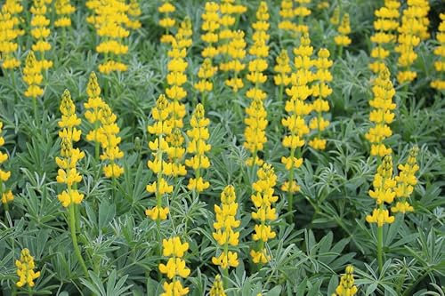 Lupine (Lupinus luteus) Samen (in gelb). Sehr guter natürlicher Gründünger! (10000 Samen = 1000,0g)