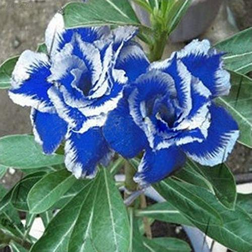 Seeds B874 Hot 2Pcs Blue with White Side Desert Rose Flower Seeds Adenium Obesum Decor: Only Seeds