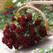 Strauchrose Black Baccara ® Meidebenne - Der wurzelballen / 3+ äste
