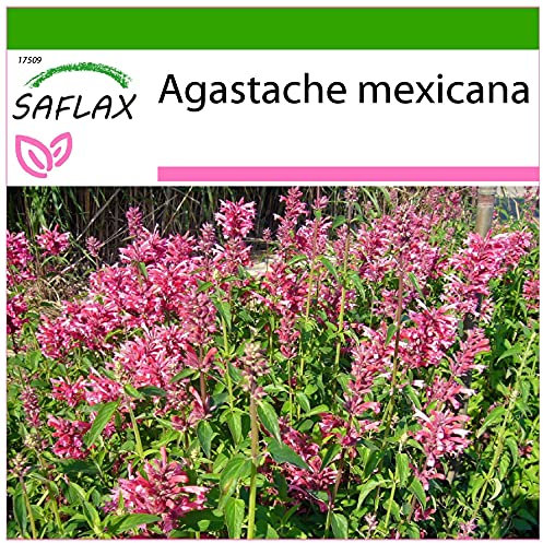 SAFLAX - Toronjil morado - 50 semillas - Con sustrato estéril para cultivo - Agastache mexicana